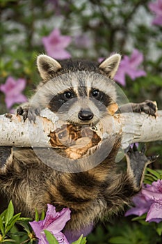 Baby Raccoon