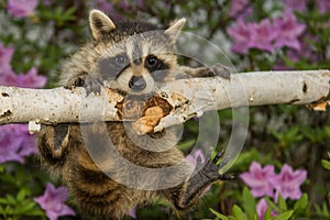 Baby Raccoon