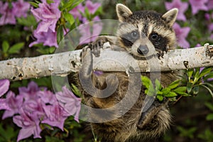 Baby Raccoon