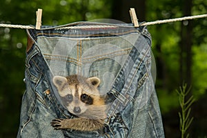 Baby Raccoon