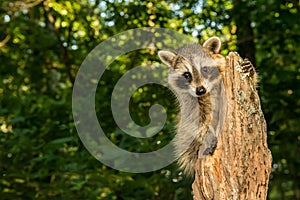 Baby Raccoon