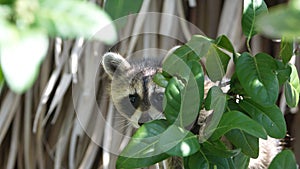 Baby raccoon at the Anne Kolb Nature Center