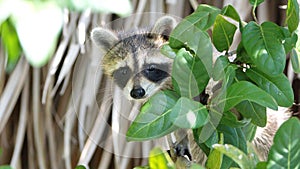 Baby raccoon at the Anne Kolb Nature Center