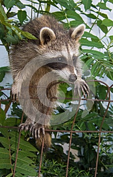 A baby raccoon climbing over an old wire fence.