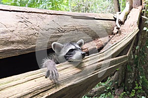 Baby raccoon in Costa Rica