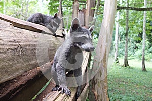 Baby raccoon in Costa Rica