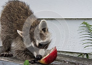 A baby raccoon eating half of a ripe peach.