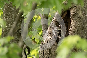 Baby raccoon exploring