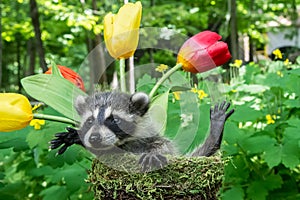 Baby Raccoon in a flower pot