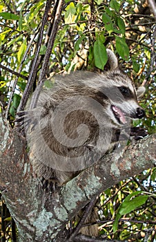 A baby raccoon in the fork of a tree.