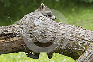 Baby Raccoon Hanging off a Tree Branch