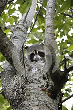 Baby raccoon hiding in cherry tree