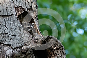 Baby raccoon hiding inside of tree