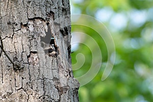 Baby raccoon hiding inside of tree