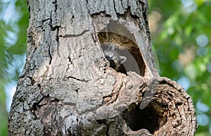 Baby raccoon hiding inside of tree