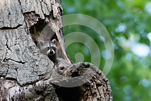 Baby raccoon hiding inside of tree