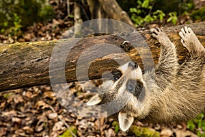 Baby Raccoon learning to climb.