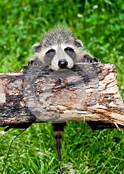 Baby Raccoon Learning to climb.