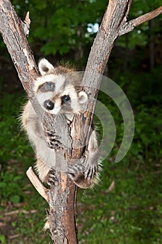 Baby Raccoon Learning to climb.