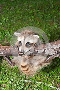 Baby Raccoon Learning to climb.