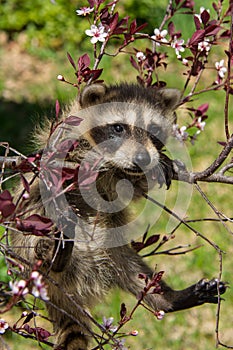 Baby Raccoon Learning to climb.