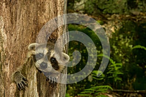 Baby Raccoon Learning to climb.