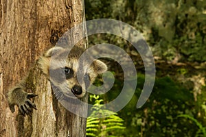 Baby Raccoon Learning to climb.