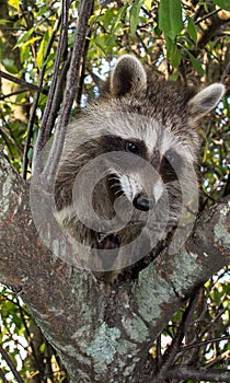 A baby raccoon looking down from the fork of a tree.