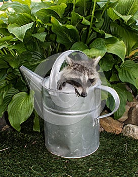 A baby raccoon looking out of a watering can.