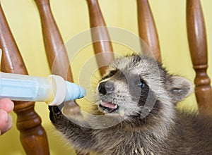 A baby raccoon milk pushing away a milk filled syringe.