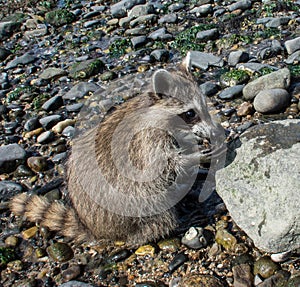 A baby raccoon munching on shellfish by the shore.