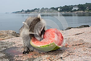 A baby raccoon nose deep in a chunk of watermelon at the waters edge.