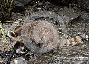 A baby raccoon on the ocean shore eating a mussel.