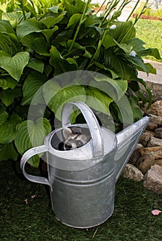 A baby raccoon peeking out of a watering can.