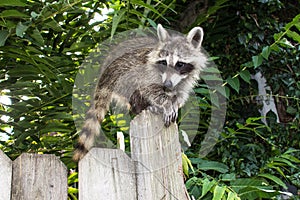 A baby raccoon perched on a wooden fence.