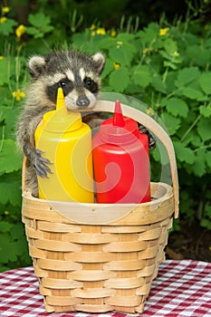 Baby Raccoon in a picnic basket