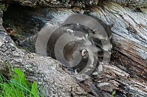 Baby Raccoon Pileup (Procyon lotor)