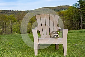 Baby Raccoon playing on Adirondack chair