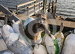 A baby raccoon playing with a boat buoy the waters edge.