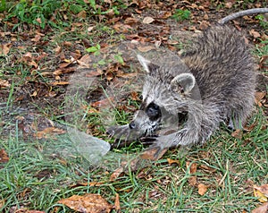 A baby raccoon playing with a hose.