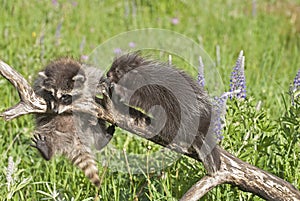 Baby raccoon and porcupine photo