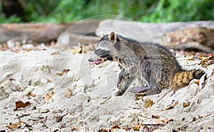 Baby raccoon Procyon lotor on the beach photo