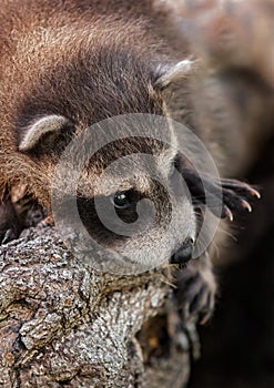 Baby Raccoon (Procyon lotor) Close Up