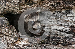 Baby Raccoon (Procyon lotor) Looks out from Downed Tree