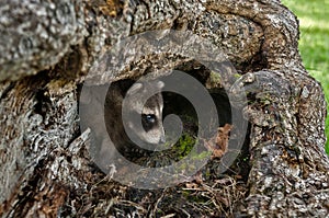 Baby Raccoon (Procyon lotor) Peeks out of Log