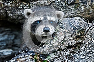 Baby Raccoon (Procyon lotor) Peeks out of Log