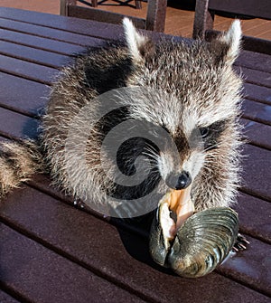 A baby raccoon pulling the meat out of a raw clam.