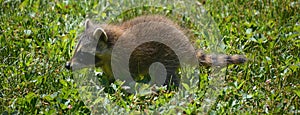 Baby  raccoon or racoon or common, North American, northern raccoon