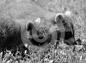 Baby  raccoon or racoon or common, North American, northern raccoon