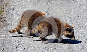 Baby  raccoon or racoon or common, North American, northern raccoon